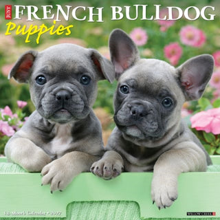 Cover image for 9781549260292 - French Bulldog Puppies 2027 Wall