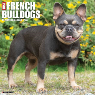 Cover image for 9781549260308 - French Bulldogs 2027 Wall