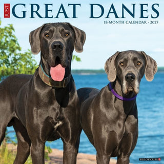Cover image for 9781549260537 - Great Danes 2027 Wall