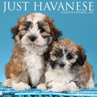 Cover image for 9781549260629 - Havanese 2027 Wall