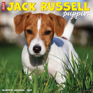 Cover image for 9781549260827 - Jack Russell Puppies 2027 Wall