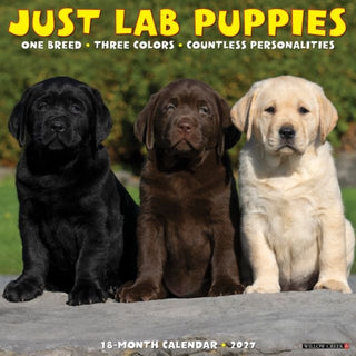 Cover image for 9781549260964 - Lab Puppies 2027 Wall