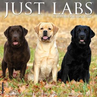 Cover image for 9781549260988 - Labs 2027 Wall