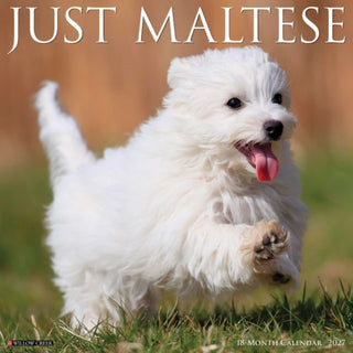 Cover image for 9781549261152 - Maltese 2027 Wall