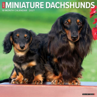 Cover image for 9781549261206 - Miniature Dachshunds 2027 Wall