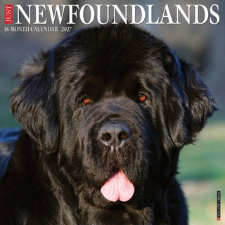 Cover image for 9781549261510 - Newfoundlands 2027 Wall