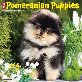 Cover image for 9781549261848 - Pomeranian Puppies 2027 Wall