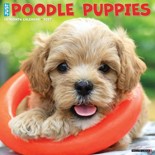 Cover image for 9781549261862 - Poodle Puppies 2027 Wall