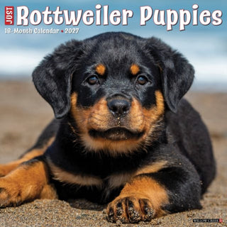 Cover image for 9781549262098 - Rottweiler Puppies 2027 Wall
