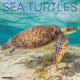 Cover image for 9781549262210 - Sea Turtles 2027 Wall