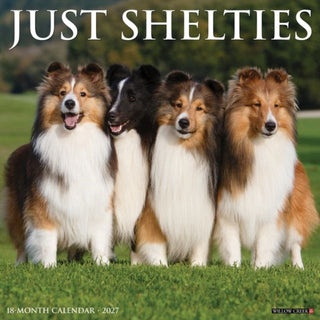 Cover image for 9781549262302 - Shelties 2027 Wall