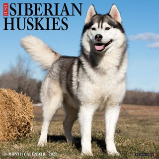 Cover image for 9781549262333 - Siberian Huskies 2027 Wall