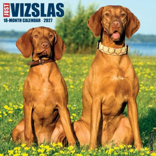 Cover image for 9781549262807 - Vizslas 2027 Wall