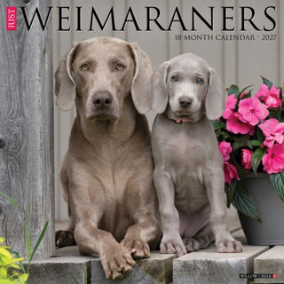 Cover image for 9781549262845 - Weimaraners 2027 Wall