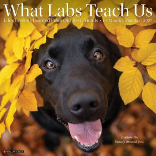 Cover image for 9781549262944 - What Labs Teach Us 2027 Wall