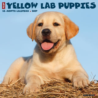 Cover image for 9781549263088 - Yellow Lab Puppies 2027 Wall