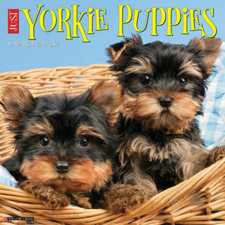 Cover image for 9781549263101 - Yorkie Puppies 2027 Wall