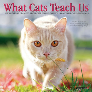 Cover image for 9781549264276 - What Cats Teach Us 2027 Mini
