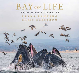 Supplemental image for 9781647221430 - Bay of Life