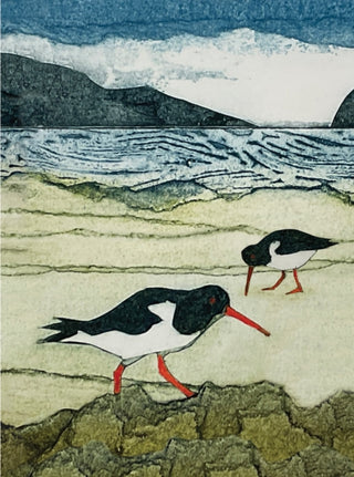 Cover image for 9781780278469 - Wild Birds Pocket Notebook: Oystercatcher