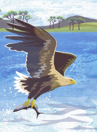 Cover image for 9781780278780 - Nature Notebook: Sea Eagle