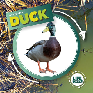 Cover image for 9781786379399 - Duck