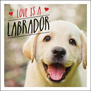 Cover image for 9781786859822 - Love is a Labrador
