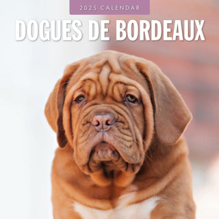 Cover image for 9781804424575 - Dogues de Bordeaux 2025 Square Wall Calendar