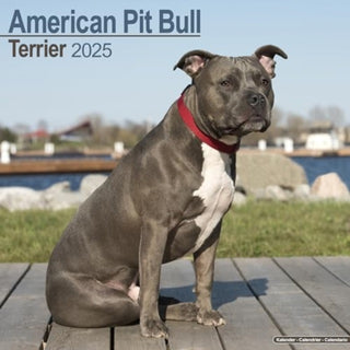 Cover image for 9781804603055 - American Pit Bull Terrier Calendar 2025 Square Dog Breed Wall Calendar - 16 Month