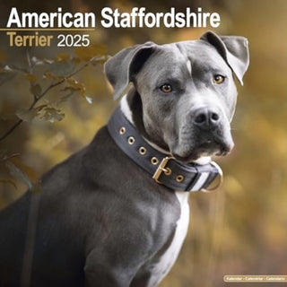 Cover image for 9781804603062 - American Staffordshire Terrier Calendar 2025 Square Dog Breed Wall Calendar - 16 Month