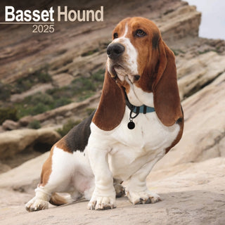 Cover image for 9781804603093 - Basset Hound Calendar 2025 Square Dog Breed Wall Calendar - 16 Month