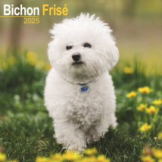 Cover image for 9781804603154 - Bichon Frise Calendar 2025 Square Dog Breed Wall Calendar - 16 Month