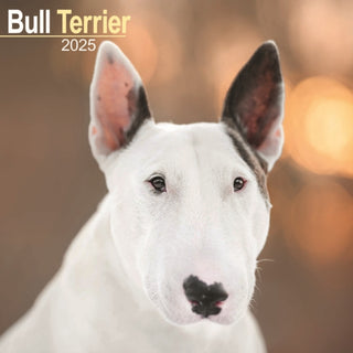 Cover image for 9781804603239 - Bull Terrier Calendar 2025 Square Dog Breed Wall Calendar - 16 Month