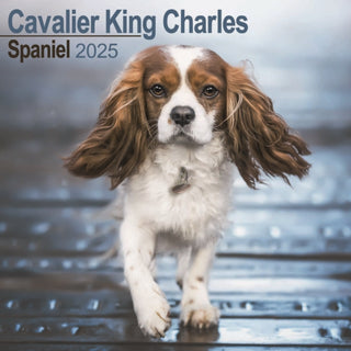 Cover image for 9781804603260 - Cavalier King Charles Calendar 2025 Square Dog Breed Wall Calendar - 16 Month