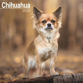 Cover image for 9781804603284 - Chihuahua Calendar 2025 Square Dog Breed Wall Calendar - 16 Month