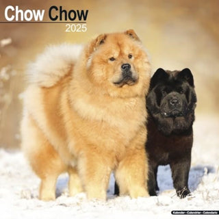 Cover image for 9781804603291 - Chow Chow Calendar 2025 Square Dog Breed Wall Calendar - 16 Month