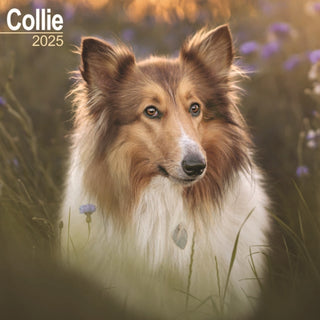 Cover image for 9781804603314 - Collie Calendar 2025 Square Dog Breed Wall Calendar - 16 Month