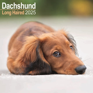 Cover image for 9781804603345 - Longhaired Dachshund Calendar 2025 Square Dog Breed Wall Calendar - 16 Month