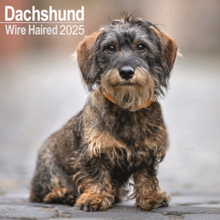 Cover image for 9781804603352 - Wirehaired Dachshund Calendar 2025 Square Dog Breed Wall Calendar - 16 Month