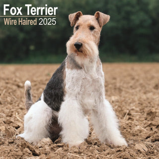 Cover image for 9781804603451 - Fox Terrier Wirehaired Calendar 2025 Square Dog Breed Wall Calendar - 16 Month