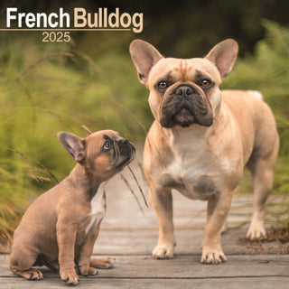 Cover image for 9781804603468 - French Bulldog Calendar 2025 Square Dog Breed Wall Calendar - 16 Month