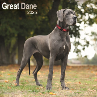 Cover image for 9781804603512 - Great Dane (Euro) Calendar 2025 Square Dog Breed Wall Calendar - 16 Month