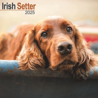 Cover image for 9781804603543 - Irish Setter Calendar 2025 Square Dog Breed Wall Calendar - 16 Month