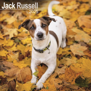 Cover image for 9781804603567 - Jack Russell Calendar 2025 Square Dog Breed Wall Calendar - 16 Month