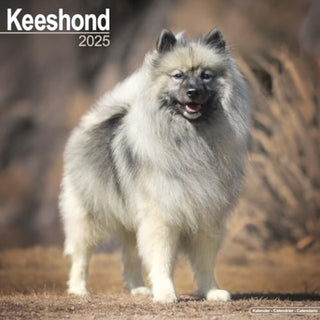 Cover image for 9781804603574 - Keeshond Calendar 2025 Square Dog Breed Wall Calendar - 16 Month
