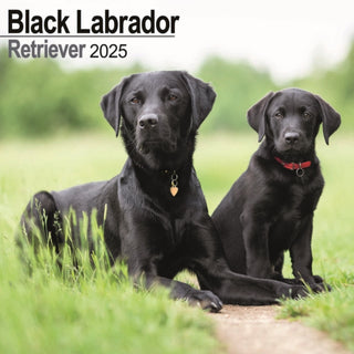 Cover image for 9781804603598 - Black Labrador Retriever Calendar 2025 Square Dog Breed Wall Calendar - 16 Month
