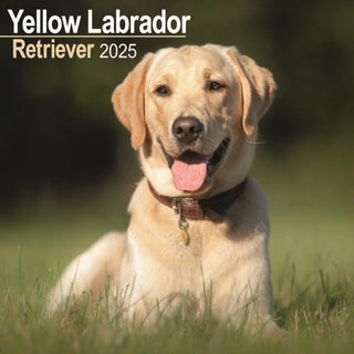 Cover image for 9781804603635 - Labrador Retriever (Yellow) Calendar 2025 Square Dog Breed Wall Calendar - 16 Month