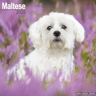 Cover image for 9781804603673 - Maltese Calendar 2025 Square Dog Breed Wall Calendar - 16 Month