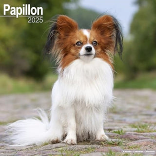 Cover image for 9781804603727 - Papillon Calendar 2025 Square Dog Breed Wall Calendar - 16 Month