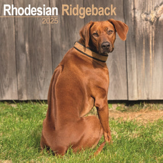 Cover image for 9781804603802 - Rhodesian Ridgeback Calendar 2025 Square Dog Breed Wall Calendar - 16 Month